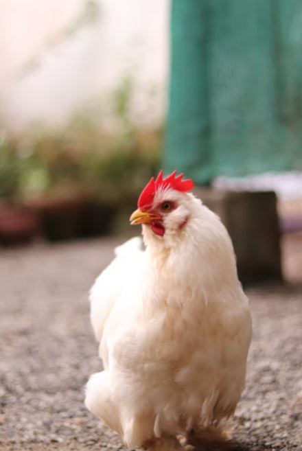 Food Safety in Poultry Production